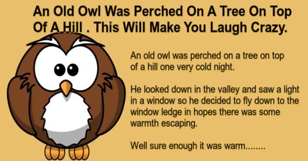 An Old Owl’s Misadventure