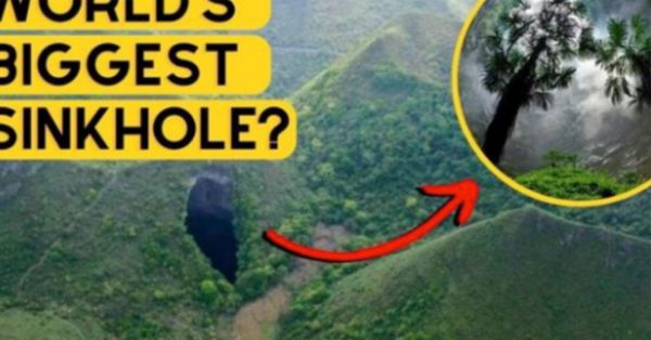 Scientists Uncover Hidden Forest 630 Feet Underground in China