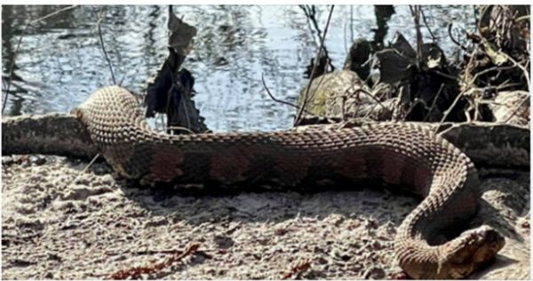 What a Magnificent Sight! Encounter with a Gigantic Snake near a South Carolina Creek