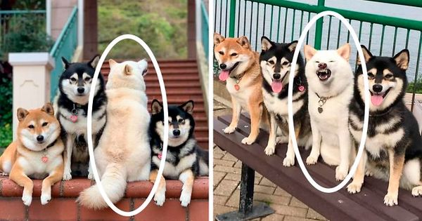 ‘We All Have This Friend’: Shiba Inu Goes Viral For Constantly Ruining Group Pics