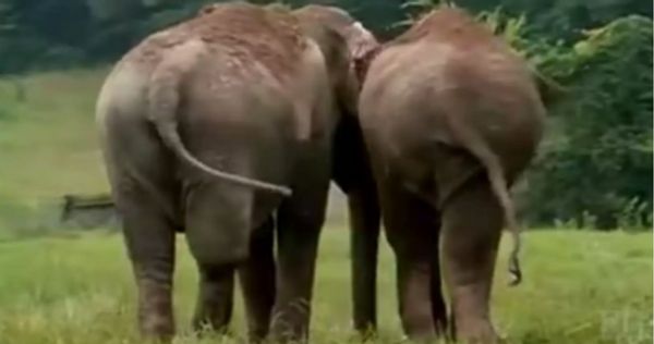 Former Circus Elephants Reunite after 22 Years and Show Unbelievable Affection