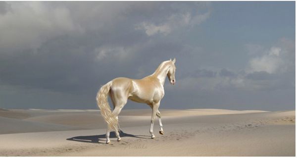 Akhal-Teke Horse