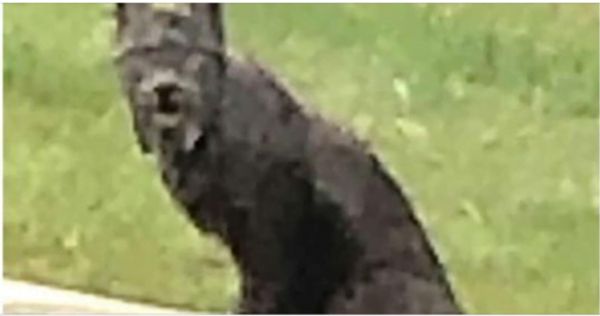 The Elusive Black Canada Lynx: A Rare Sight Caught on Camera