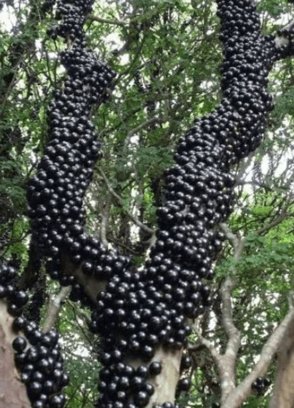 Jabuticaba Fruit: A Hidden Health Secret