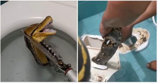 Massive 12-Foot Python Slithers Through Toilet, Startling Homeowner