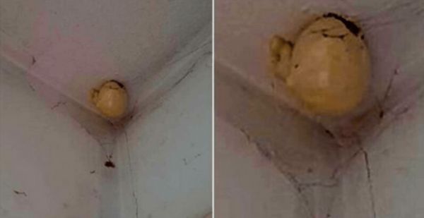 Mysterious “Egg” on the Ceiling: What’s the Story?