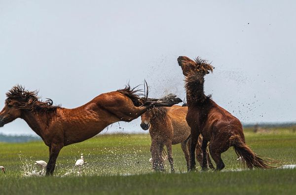 When Rules Become Lessons: A Painful Encounter with a Wild Horse