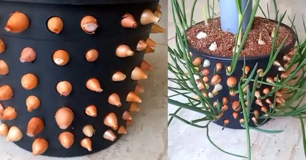 **Innovative Gardening: Growing Onions and Garlic with a Bucket and PVC Pipe System**