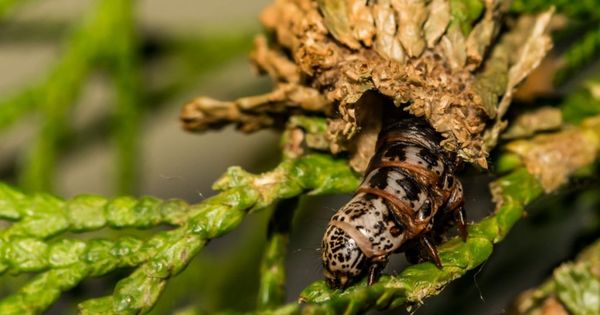 Evergreen Bagworm (Thyridopteryx ephemeraeformis)