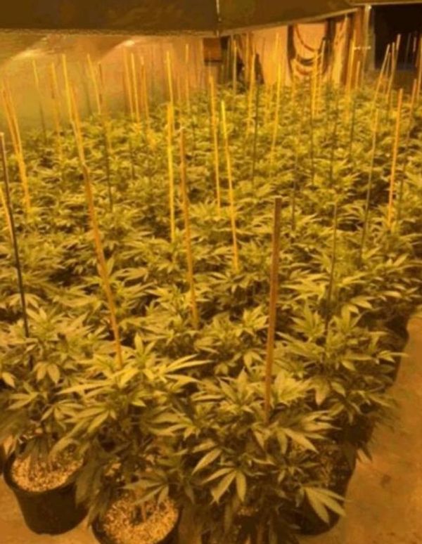 Police discovering cannabis operation