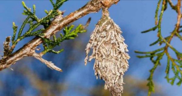 The Silent Threat to Your Trees: The Evergreen Bagworm