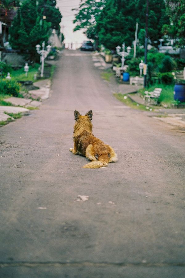 Dog Crossing Sign