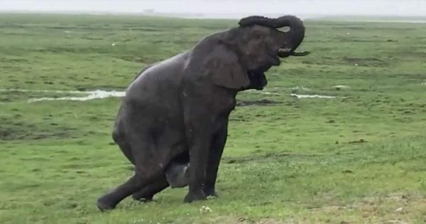 Twin Elephants Bring Hope and Delight to Kenya’s Amboseli National Park