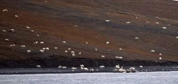 Tourists Surprised by Polar Bear Gathering