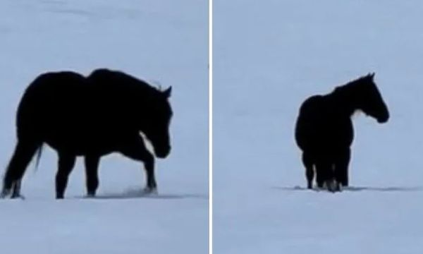 Is This Horse Walking To You Or Away From You?