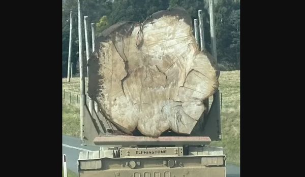 Now We Know Why People Are Outraged About This Photo Of A Log On A Truck