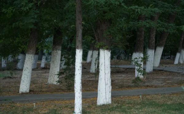 Here’s What It Means If You See A Tree Painted White