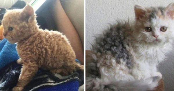 Poodle Cats: Yes, They’re a Thing!