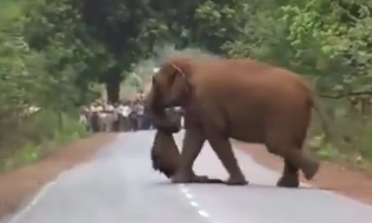 Elephants Display Incredible Emotional Depth