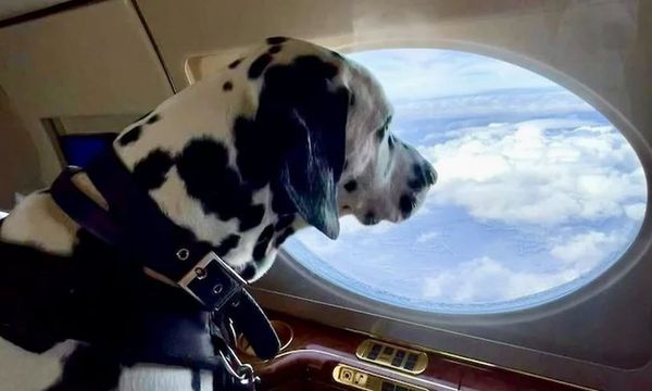 Airline Will Allow Dogs And Cats In The Cabins