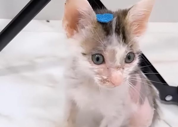 The Amazing Transformation of a Cruelly Dyed Blue Cat