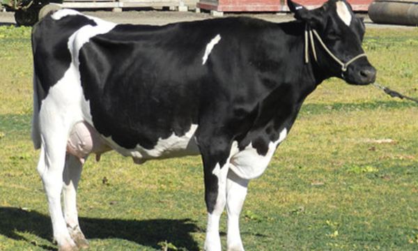 Cow With Huge Belly Gives a Shocking Surprise Birth