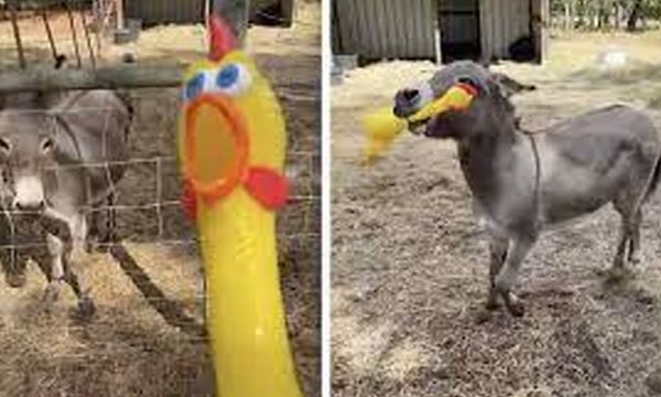 Donkey Has the Time of His Life with a Screaming Chicken