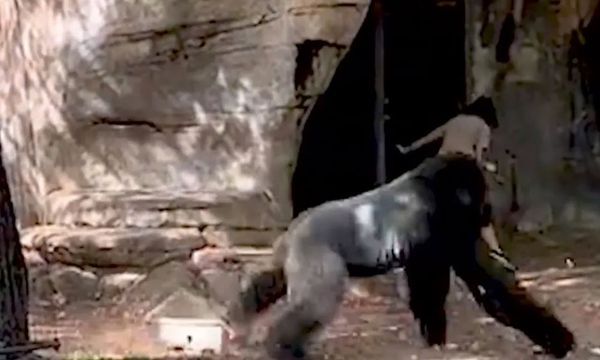 Zoo Keeper’s Close Call with a Silverback Gorilla