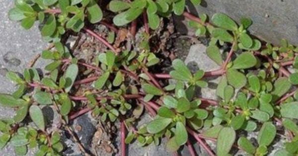 Discover the Nutritious Treasure in Your Backyard