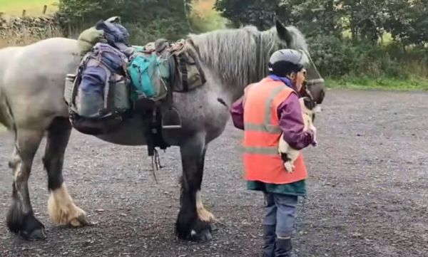 An Inspiring Journey: 80-Year-Old Woman Travels 600 Miles With Her Dog and Donkey Every Year