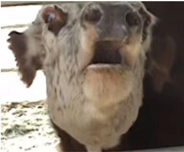 A Beautiful Reunion: Mother Cow and Calf Defy the Odds