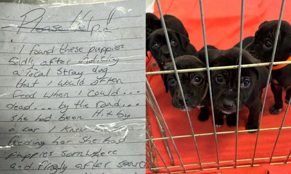 Homeless Man’s Touching Act of Kindness Saves Orphaned Puppies