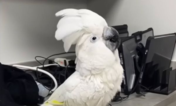 Vet Deals With Grieving Cockatoo And Millions Of People Love It