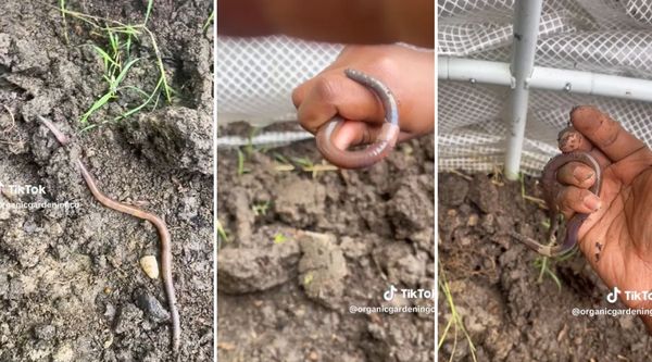 Expert Issues Chilling Warning About An Unexpected Danger Hiding In Your Garden