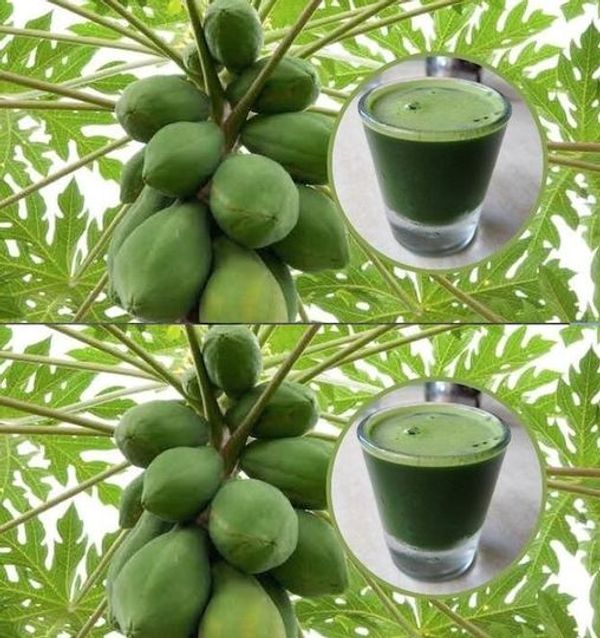 Papaya Leaves: Your Natural Health Companion