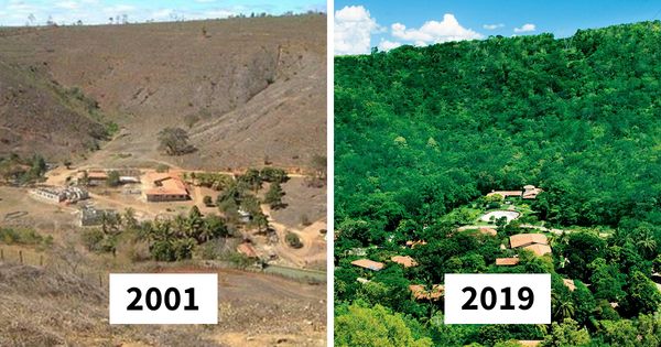 Photographer And His Wife Plant 2 Million Trees In 20 Years To Restore A Destroyed Forest And Even The Animals Have Returned