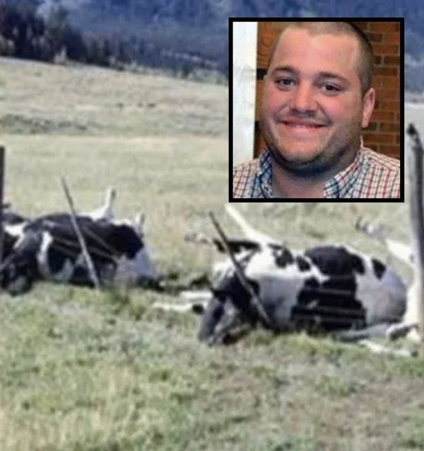 Farmer and Cattle Die in Tragic Farm Accident