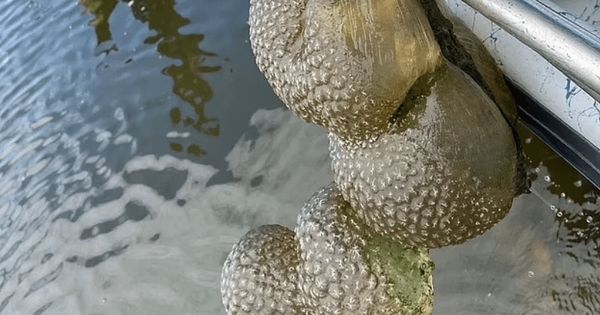 Bizarre ‘Alien Egg Pods’ Found in Oklahoma Lake