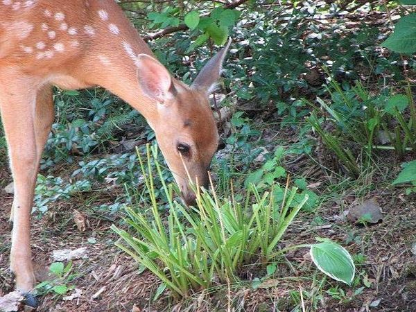 Deer in a Garden