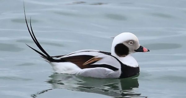 Scientists Are Renaming Dozens of “Offensive” Bird Names