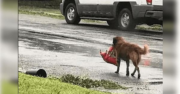 A Smart and Courageous Pup Saves the Day