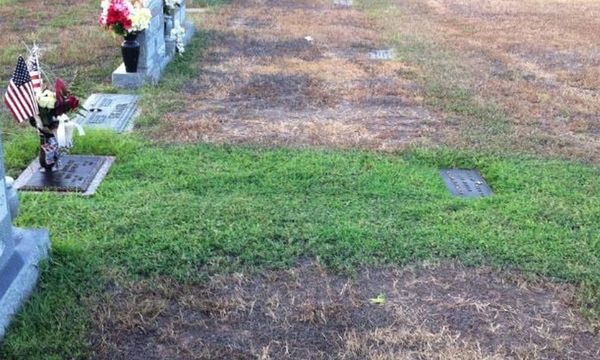 Mom Discovers a Stranger’s Heartwarming Gesture at Her Son’s Grave