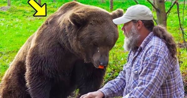 A Grizzly Bear’s Unexpected Act of Kindness