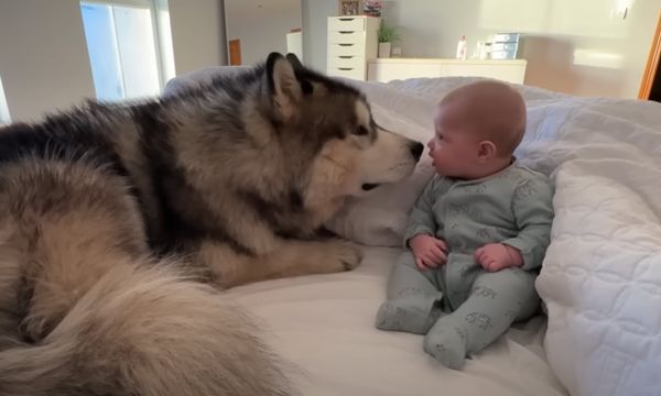 A Heartwarming Husky Video That Will Melt Your Heart