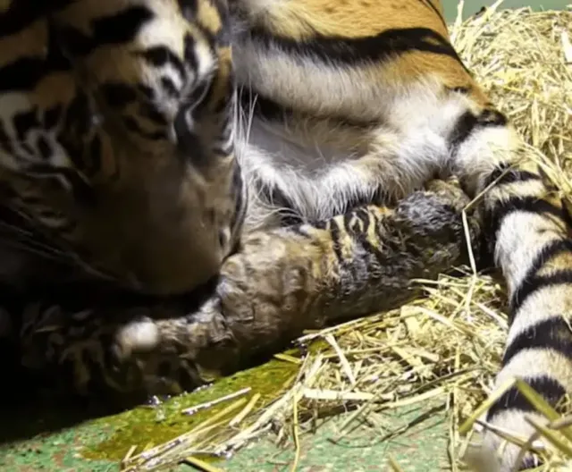 Incredible Motherly Instincts: Tiger Gives Life to Her Lifeless Cub