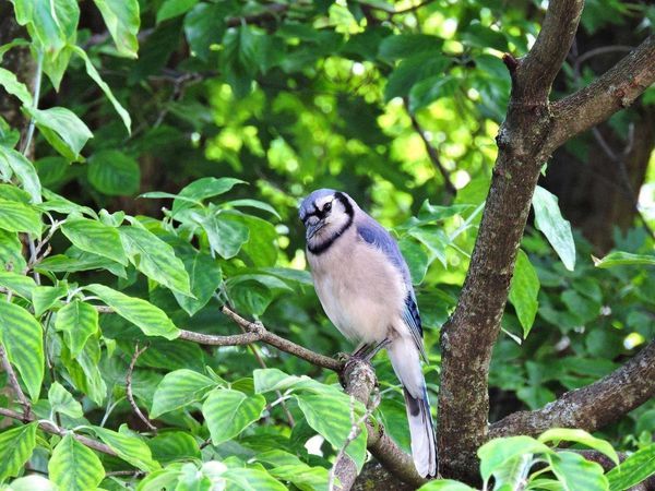 Bird in a Garden