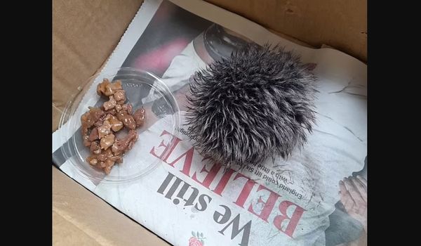 She Nursed This Baby Hedgehog Overnight Only To Wake Up And Find Out What It Really Was