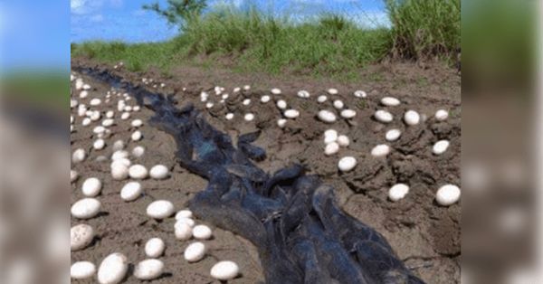 Farmer Finds Hundreds Of Strange Eggs In His Crops – But When They Hatch, He Bursts Into Tears