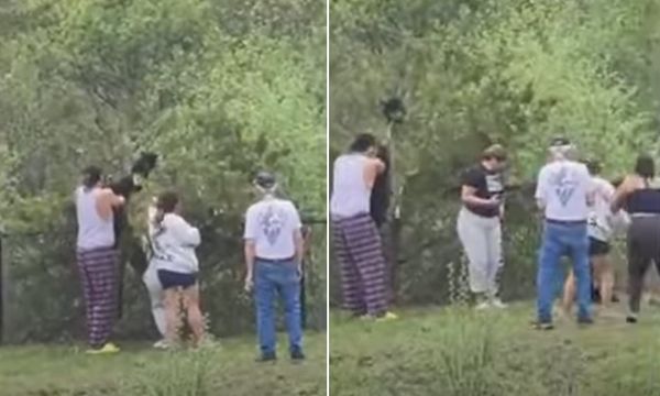 Video Catches People Pulling Bear Cubs From Tree For A Selfie