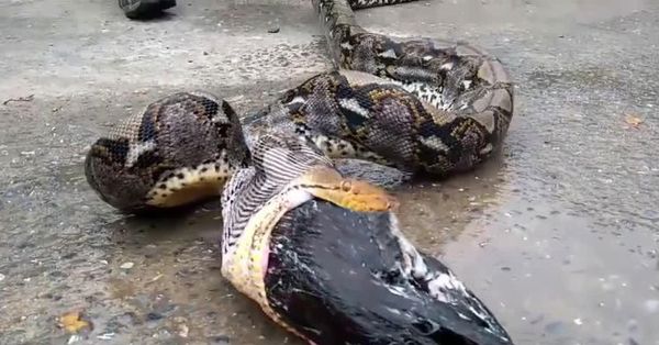 Farmer Discovers His Prized Roosters in the Clutches of a Giant Python!